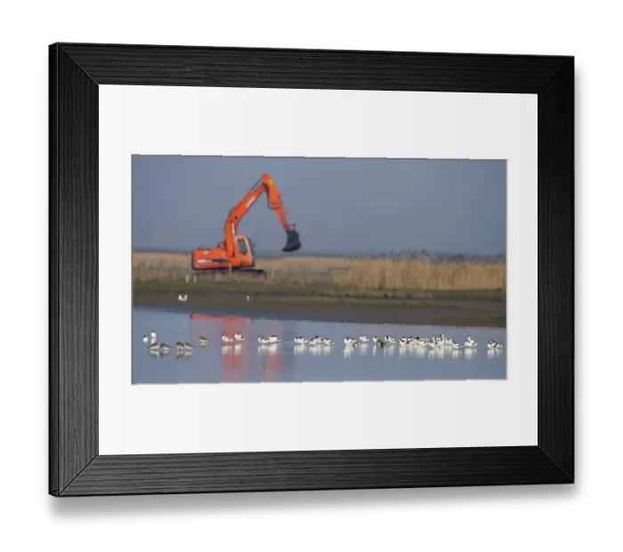 Framed Print : Avocets with excavator in background Cley NWY Reserve Norfolk winter Framed Print : Avocets with excavator in background Cley NWY Reserve Norfolk winter