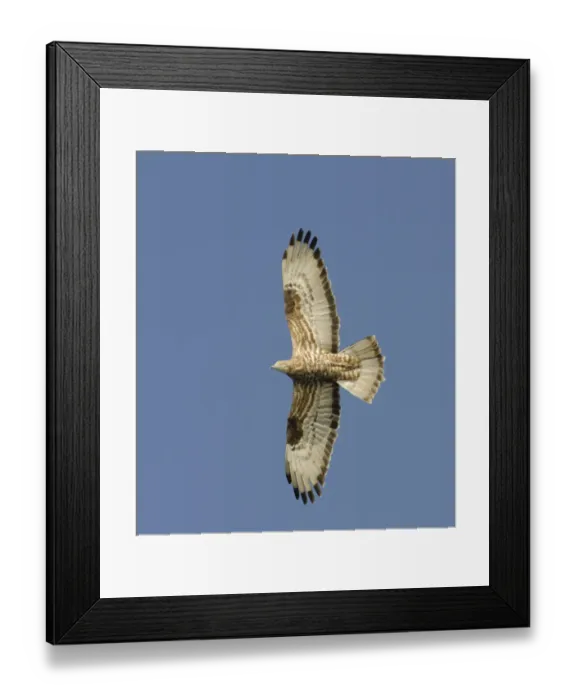 Framed Print : Honey Buzzard Apis pernivorus migrant Cyprus autumn Framed Print : Honey Buzzard Apis pernivorus migrant Cyprus autumn