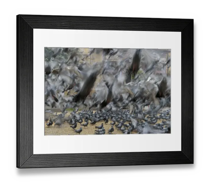 Framed Print : Religious feeding of pigeons by Hindus Jodphur India Framed Print : Religious feeding of pigeons by Hindus Jodphur India