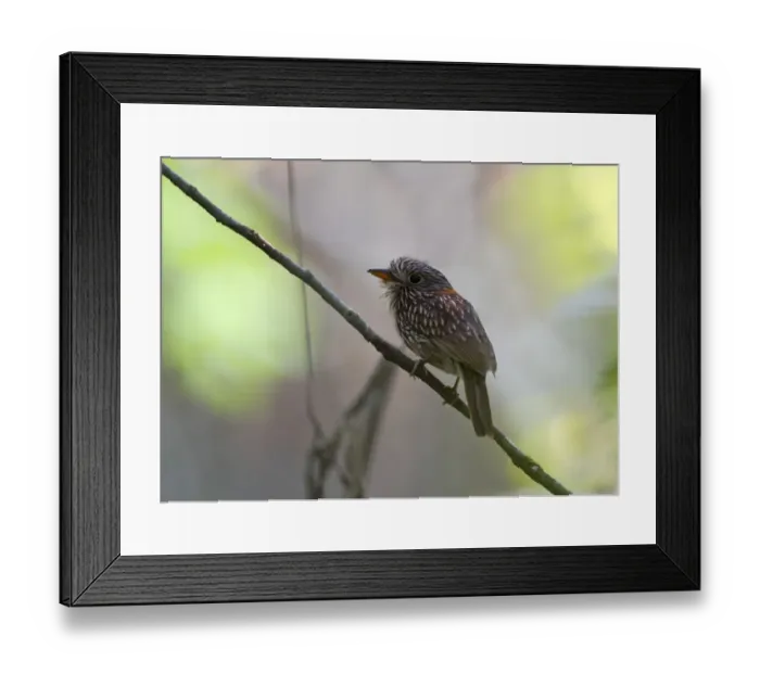 Framed Print : Semi-collared Puffbird Malacoptila semicincta Tambopata Peru Framed Print : Semi-collared Puffbird Malacoptila semicincta Tambopata Peru
