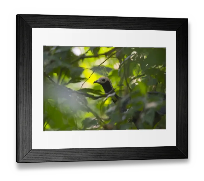 Framed Print : Blue-throated Piping Guan Pipile cumanensis Tambopata Peruvian Amazon Framed Print : Blue-throated Piping Guan Pipile cumanensis Tambopata Peruvian Amazon