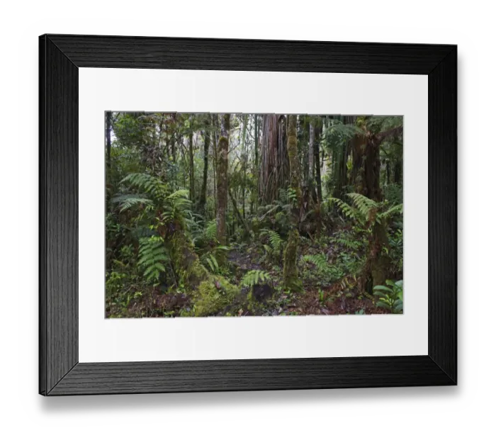 Framed Print : Montane Rainforest around Mt Hagen in Western Highlands of Papua New Guinea Framed Print : Montane Rainforest around Mt Hagen in Western Highlands of Papua New Guinea
