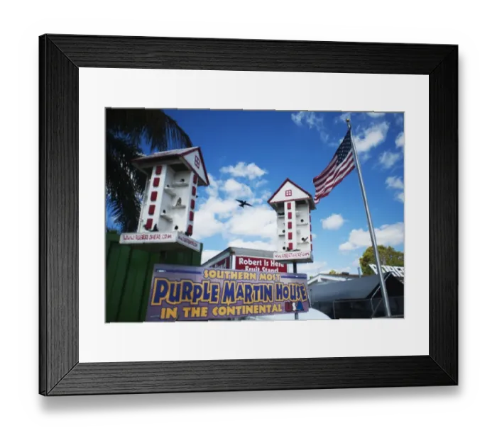 Framed Print : Purple Martin House Progne subis Nr Homestead Florida USA Framed Print : Purple Martin House Progne subis Nr Homestead Florida USA