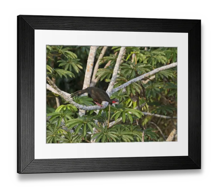 Framed Print : Spixs Guan Penelope jacquacu Peruvian Amazon Framed Print : Spixs Guan Penelope jacquacu Peruvian Amazon