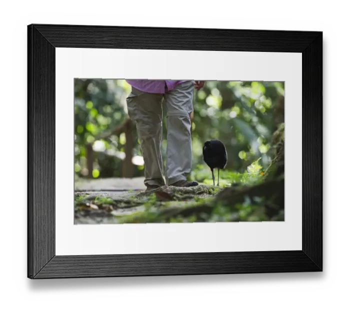 Framed Print : Grey-winged Trumpeter Psophia crepitans tame bird walking through forest with person Framed Print : Grey-winged Trumpeter Psophia crepitans tame bird walking through forest with person