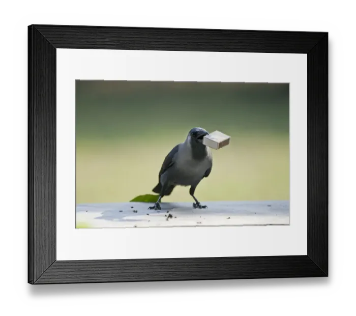 Framed Print : House Crow (Corvus splendens) stealing match box from table Bharatpur India Framed Print : House Crow (Corvus splendens) stealing match box from table Bharatpur India
