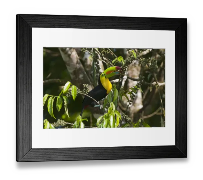 Framed Print : Keel-billed Toucan Ramphastos sulfuratus La Selva Costa Rica Framed Print : Keel-billed Toucan Ramphastos sulfuratus La Selva Costa Rica