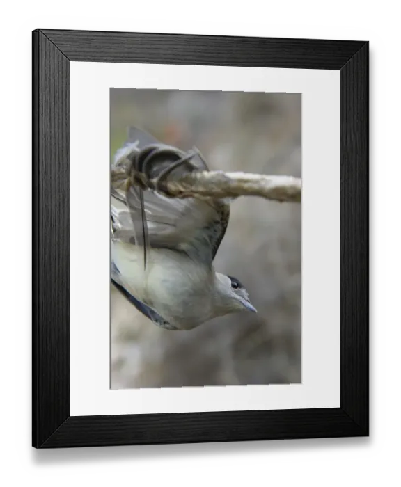 Framed Print : Blackcap Sylvia atricapilla illegally trapped on limestick for use as ambelopulia Cyprus Framed Print : Blackcap Sylvia atricapilla illegally trapped on limestick for use as ambelopulia Cyprus