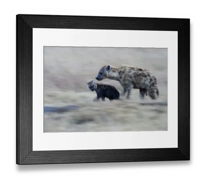 Framed Print : Spotted Hyena Crocuta crocuta with young pup Masai Mara Kenya Framed Print : Spotted Hyena Crocuta crocuta with young pup Masai Mara Kenya