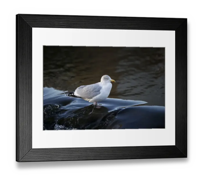 Framed Print : Herring Gull Larus argentatus Dumfries Scotland winter Framed Print : Herring Gull Larus argentatus Dumfries Scotland winter