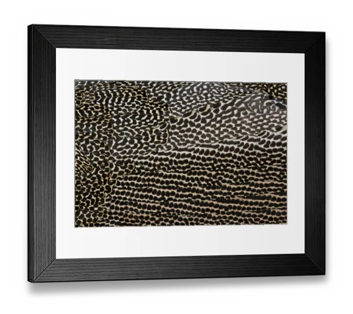 Framed Print : Plumage detail of Great Argus, Argusianus argus Asian Pheasant male Captive Framed Print : Plumage detail of Great Argus, Argusianus argus Asian Pheasant male Captive