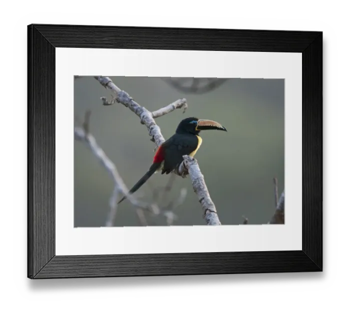 Framed Print : Lettered Aracari Pteroglossus inscriptus near Puerto Maldonado Peruvian Amazon Framed Print : Lettered Aracari Pteroglossus inscriptus near Puerto Maldonado Peruvian Amazon