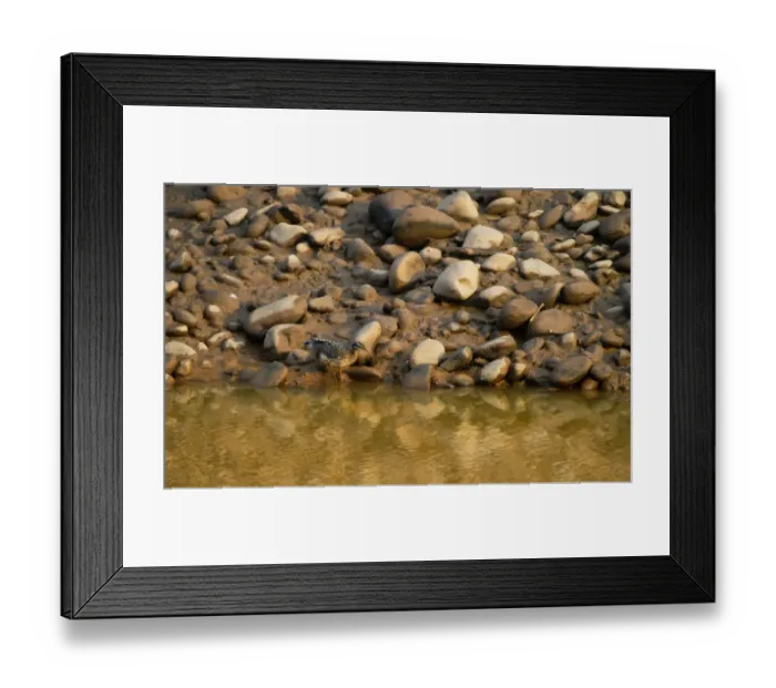 Framed Print : Sunbittern Eurypyga helias Amazon Peru Framed Print : Sunbittern Eurypyga helias Amazon Peru