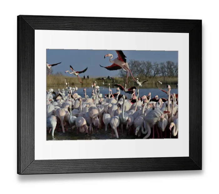 Framed Print : Greater Flamingo Phoenicopterus roseus feeding on algae Camargue France Framed Print : Greater Flamingo Phoenicopterus roseus feeding on algae Camargue France