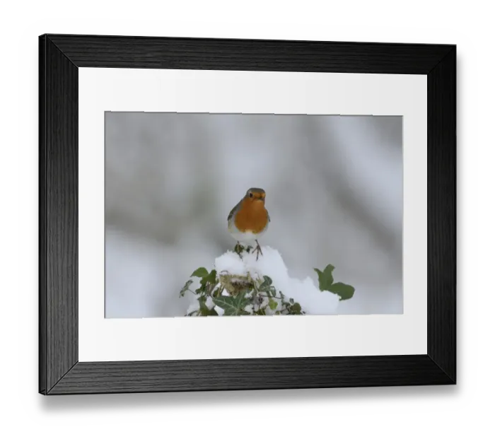 Framed Print : Robin Erithacus rubecula puffed up in cold Norfolk winter Framed Print : Robin Erithacus rubecula puffed up in cold Norfolk winter