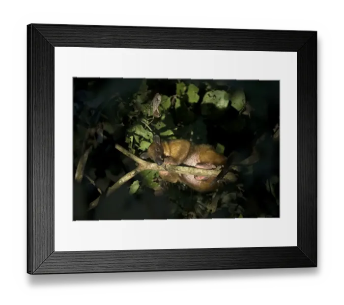 Framed Print : Southern Tamandua Tamandua tetradactyla Tambopata Peru Framed Print : Southern Tamandua Tamandua tetradactyla Tambopata Peru