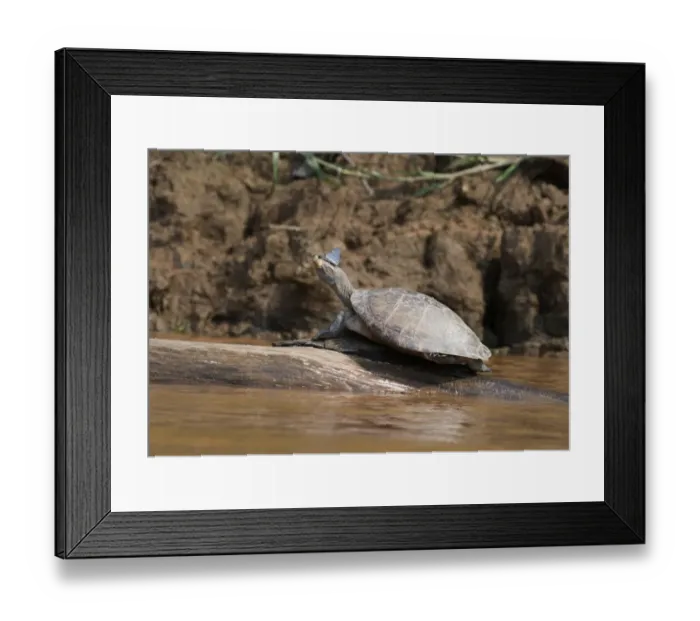 Framed Print : Side-necked Turtle Phrynops geoffroanus with butterfly on nose Peruvian Amazon Framed Print : Side-necked Turtle Phrynops geoffroanus with butterfly on nose Peruvian Amazon