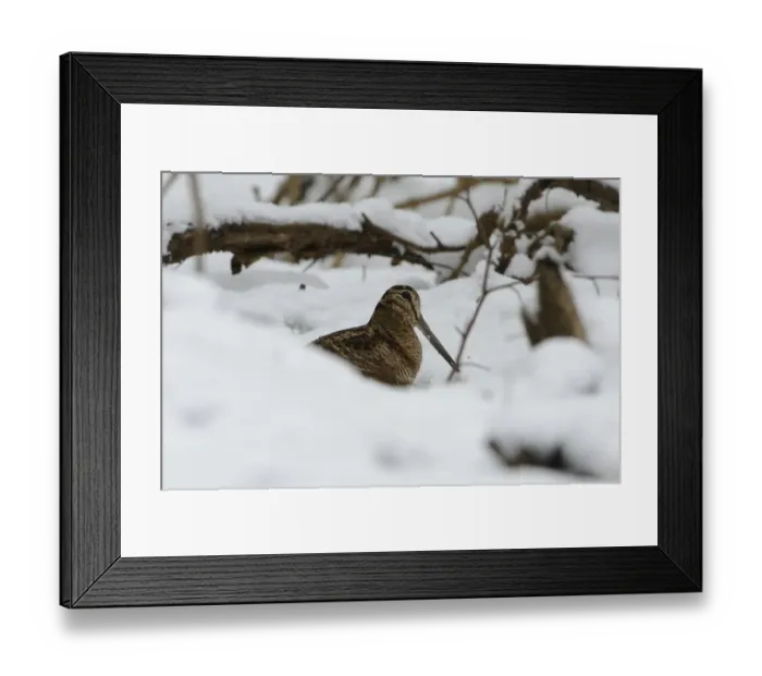 Framed Print : Eurasian Woodcock (Scolopax rusticola) Norfolk winter Framed Print : Eurasian Woodcock (Scolopax rusticola) Norfolk winter