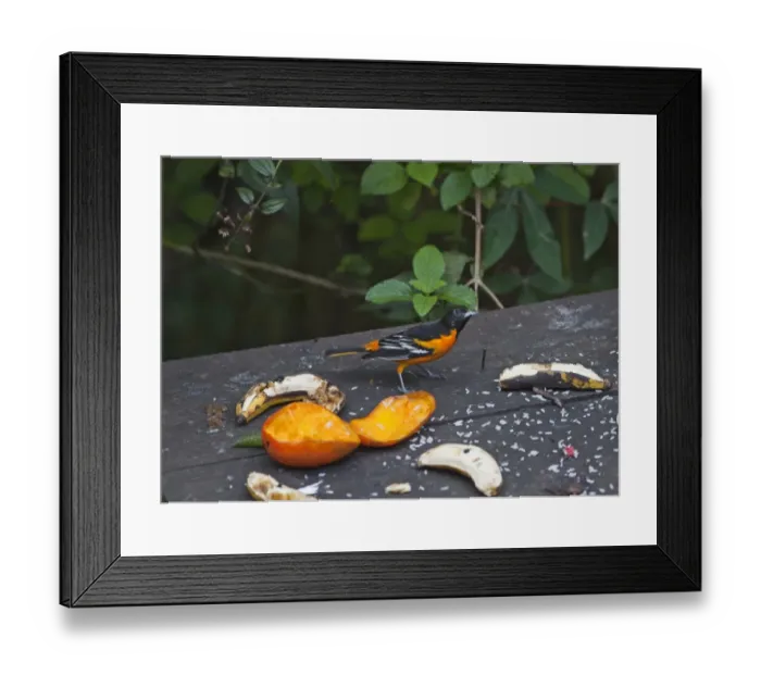 Framed Print : Baltimore Oriole Icterus galbula male Costa Rica Framed Print : Baltimore Oriole Icterus galbula male Costa Rica