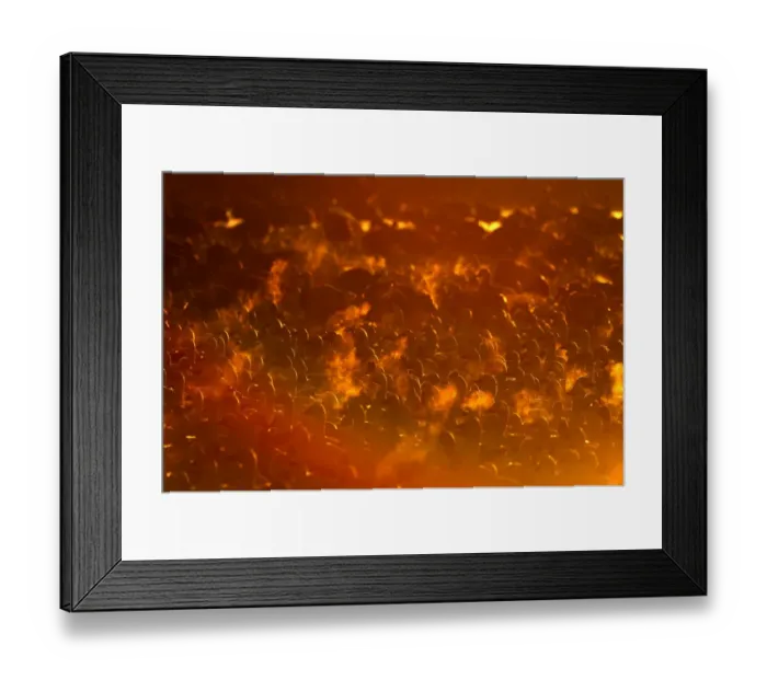 Framed Print : Snow Geese (Chen caerulescens) at dawn Bosque del Apache New Mexico USA winter Framed Print : Snow Geese (Chen caerulescens) at dawn Bosque del Apache New Mexico USA winter