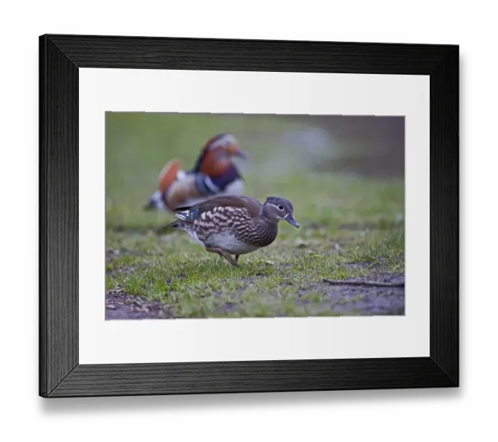 Framed Print : Mandarin Duck (Aix galericulata) female Arundel Sussex Framed Print : Mandarin Duck (Aix galericulata) female Arundel Sussex