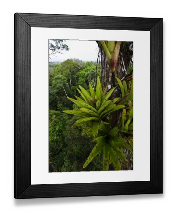 Framed Print : Bromeliad sp. growing on emergent tree in rainforest canopy nr Iquitos Amazon Peru Framed Print : Bromeliad sp. growing on emergent tree in rainforest canopy nr Iquitos Amazon Peru