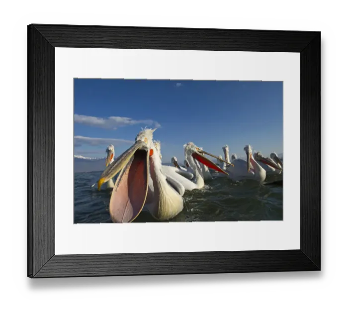 Framed Print : Dalmatian Pelicans Pelicanus cristatus being fed by fisherman at Lake Kerkini Northern Framed Print : Dalmatian Pelicans Pelicanus cristatus being fed by fisherman at Lake Kerkini Northern