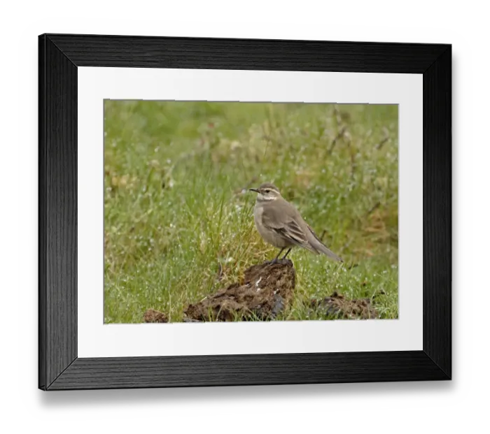 Framed Print : Bar-winged Cinclodes Cinclodes fuscus Torres del Paine Chile Framed Print : Bar-winged Cinclodes Cinclodes fuscus Torres del Paine Chile