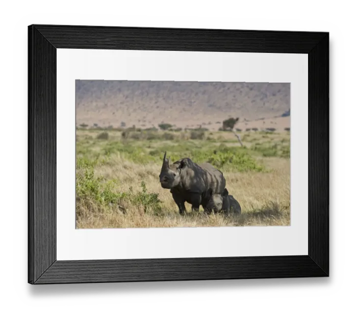 Framed Print : Black Rhinoceros Diceros bicornis mother and calf Masai Mara Kenya Framed Print : Black Rhinoceros Diceros bicornis mother and calf Masai Mara Kenya