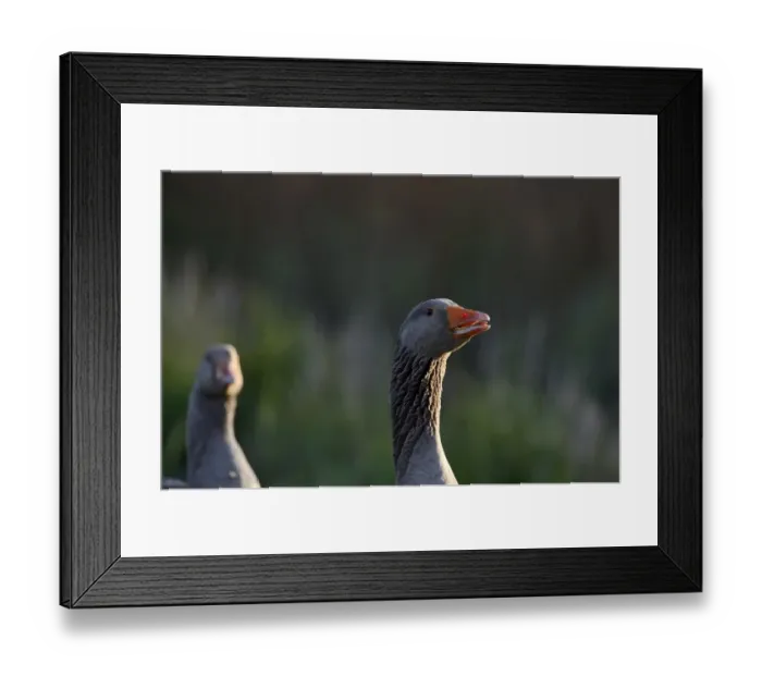 Framed Print : Greylag Goose Anser anser Cley Norfolk May Framed Print : Greylag Goose Anser anser Cley Norfolk May
