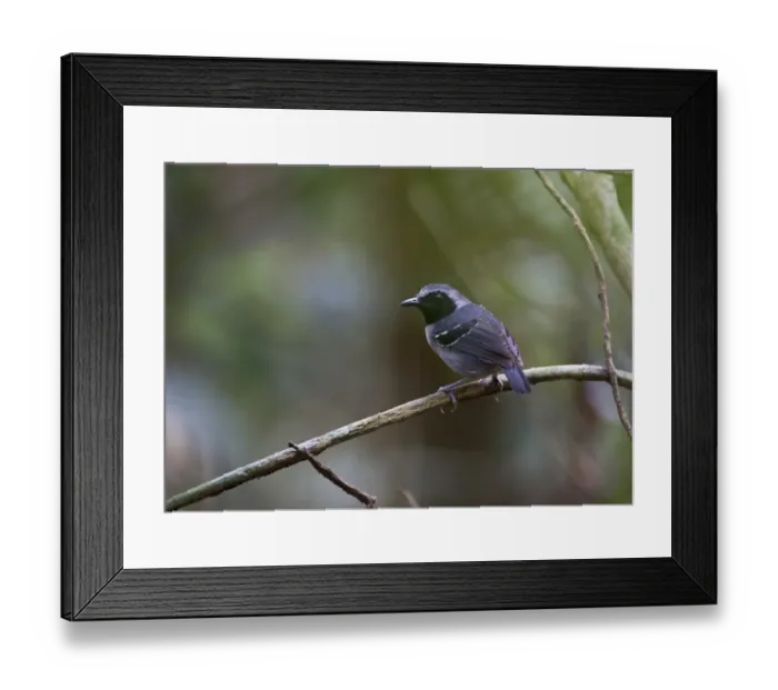 Framed Print : Black-faced Antbird male Myrmoborus myotherinus Peruvian Amazon Framed Print : Black-faced Antbird male Myrmoborus myotherinus Peruvian Amazon