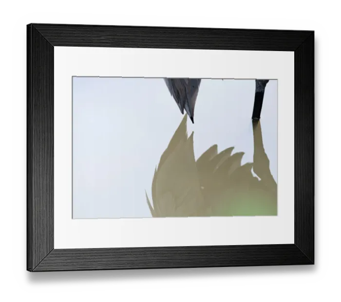 Framed Print : Tail of Common Crane Grus grus reflected in pool Norfolk winter Framed Print : Tail of Common Crane Grus grus reflected in pool Norfolk winter