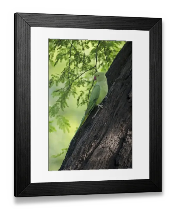 Framed Print : Rose-ringed Parakeet Psittacula krameri Bhratpur India Framed Print : Rose-ringed Parakeet Psittacula krameri Bhratpur India