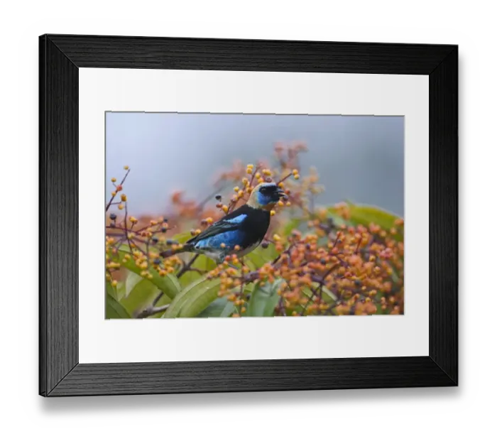 Framed Print : Golden-hooded Tanager Tangara larvata male La Selva Costa Rica Framed Print : Golden-hooded Tanager Tangara larvata male La Selva Costa Rica