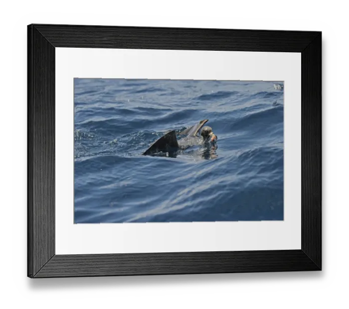 Framed Print : Flesh-footed Shearwater Puffinus carneipes feeding out in Hauraki Gulf off New Zealand Framed Print : Flesh-footed Shearwater Puffinus carneipes feeding out in Hauraki Gulf off New Zealand