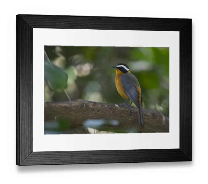 Framed Print : White-browed Robin Chat Cossypha heuglini Masai Mara Kenya East Africa Framed Print : White-browed Robin Chat Cossypha heuglini Masai Mara Kenya East Africa