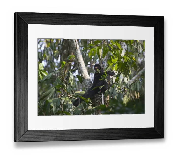 Framed Print : Spider Monkey Tambopata Peruvian Amazon Framed Print : Spider Monkey Tambopata Peruvian Amazon