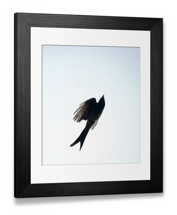 Framed Print : Avocets Recurvirostra avocetta at dawn Titchwell RSPB Reserve Norfolk April Framed Print : Avocets Recurvirostra avocetta at dawn Titchwell RSPB Reserve Norfolk April