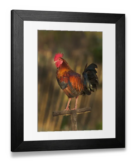 Framed Print : Cockerel used for cock fighting Palawan Philippines Framed Print : Cockerel used for cock fighting Palawan Philippines