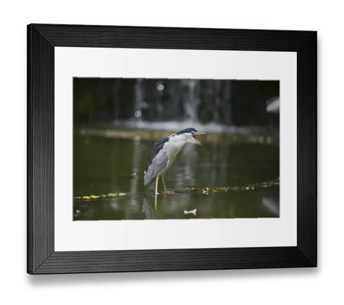 Framed Print : Black-crowned Night Heron (Nycticorax nycticorax) Singapore Framed Print : Black-crowned Night Heron (Nycticorax nycticorax) Singapore