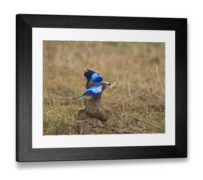 Framed Print : Lilac-breasted Roller Coracias caudata Masai Mara Kenya Framed Print : Lilac-breasted Roller Coracias caudata Masai Mara Kenya
