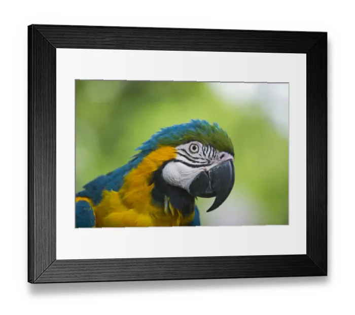 Framed Print : Blue-and-Yellow Macaw (Ara ararauna) captive Framed Print : Blue-and-Yellow Macaw (Ara ararauna) captive
