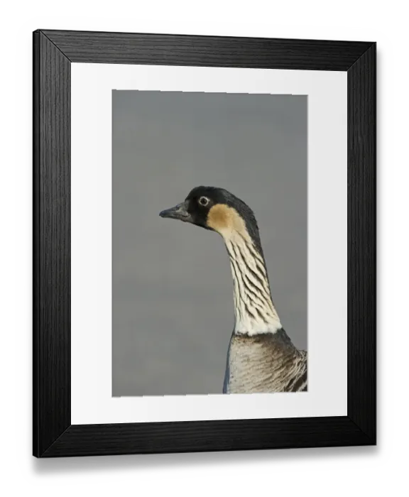 Framed Print : Hawaian Goose (Nene) Branta sandvinencis captive Framed Print : Hawaian Goose (Nene) Branta sandvinencis captive