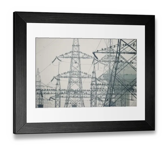 Framed Print : Black Kites Milvus migrans at Ghazipur rubbish fump one of the largest dumps on earth Framed Print : Black Kites Milvus migrans at Ghazipur rubbish fump one of the largest dumps on earth