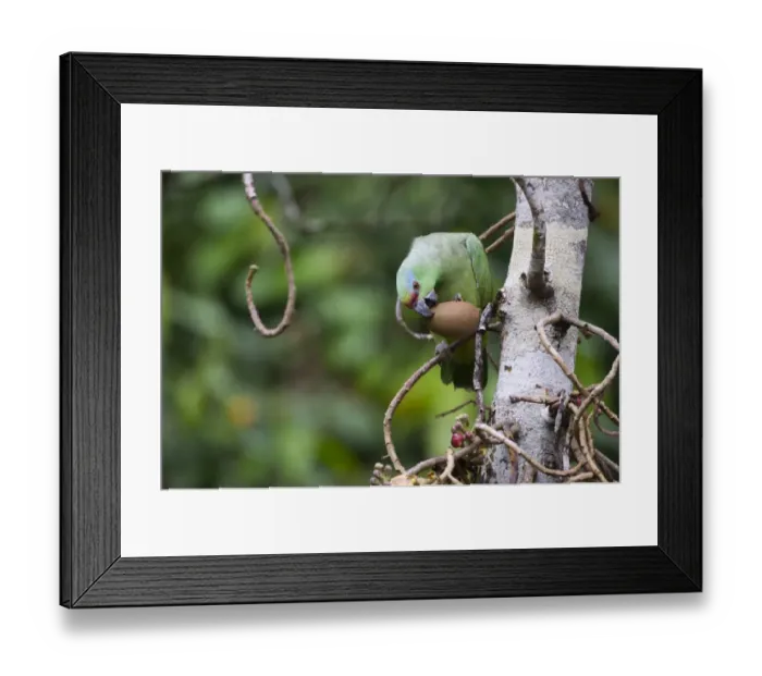 Framed Print : Festive Parrot Amazona festiva Iquitos Amazon Peru Framed Print : Festive Parrot Amazona festiva Iquitos Amazon Peru