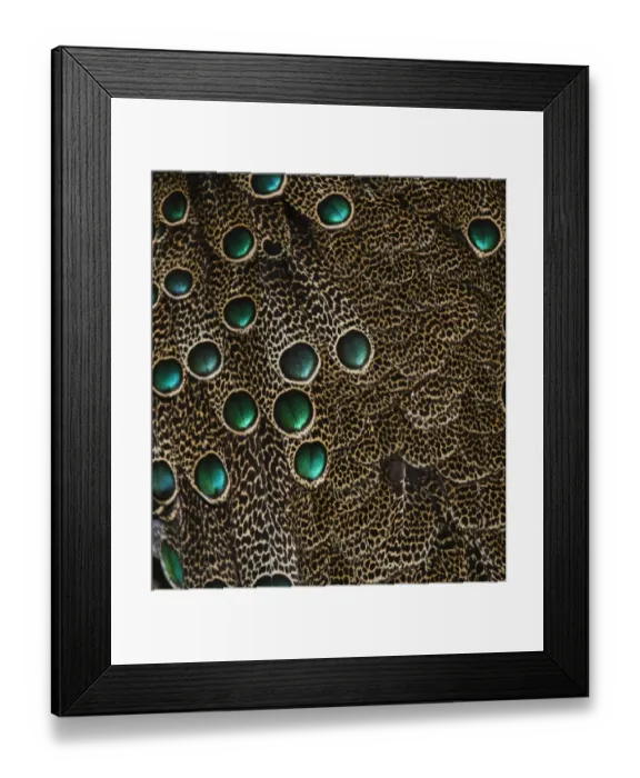 Framed Print : Plumage detail of Malaysian Peacock Pheasant Polyplectron malacense captive Framed Print : Plumage detail of Malaysian Peacock Pheasant Polyplectron malacense captive