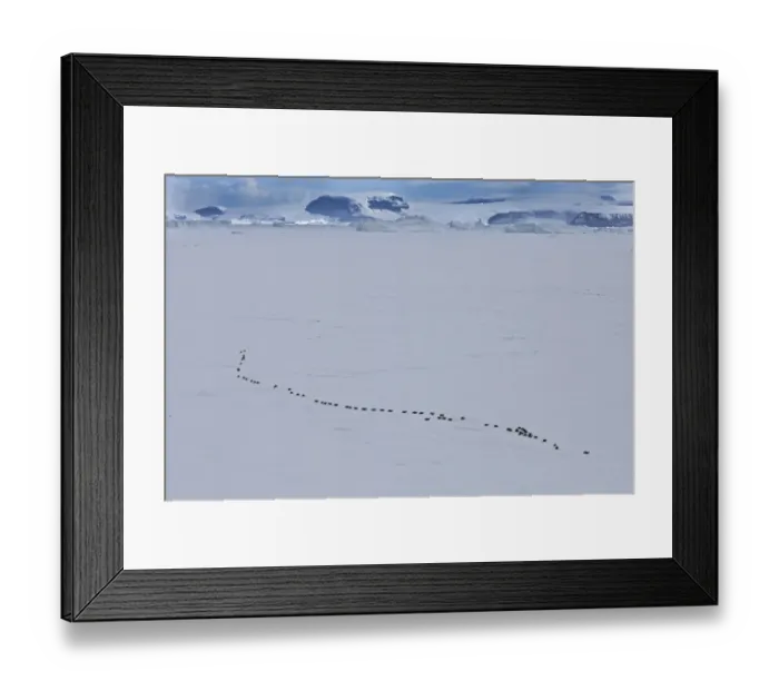 Framed Print : Emperor Penguins Aptenodytes forsterii walking across sea ice of Weddell Sea near Framed Print : Emperor Penguins Aptenodytes forsterii walking across sea ice of Weddell Sea near