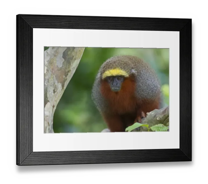 Framed Print : Dusky titi Monkey Callicebus moloch Upper Amazon Peru Framed Print : Dusky titi Monkey Callicebus moloch Upper Amazon Peru