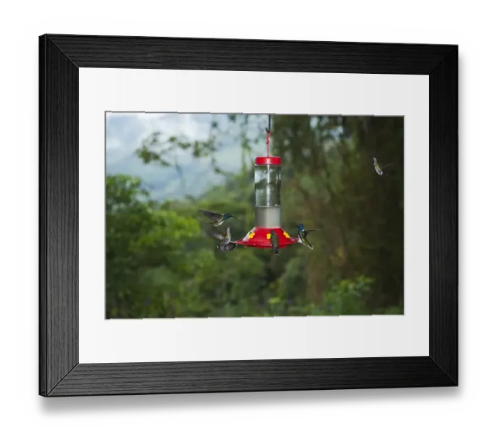 Framed Print : White-necked Jacobins Florisuga mellivora at backyard feeder Rancho Naturalista Costa Framed Print : White-necked Jacobins Florisuga mellivora at backyard feeder Rancho Naturalista Costa
