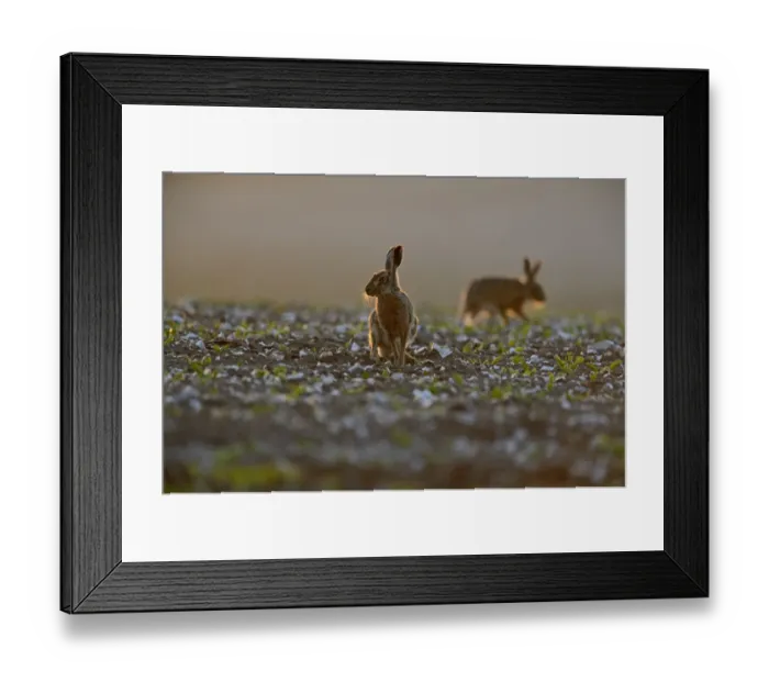 Framed Print : Brown (European) Hare Lepus europaeus Norfolk Framed Print : Brown (European) Hare Lepus europaeus Norfolk